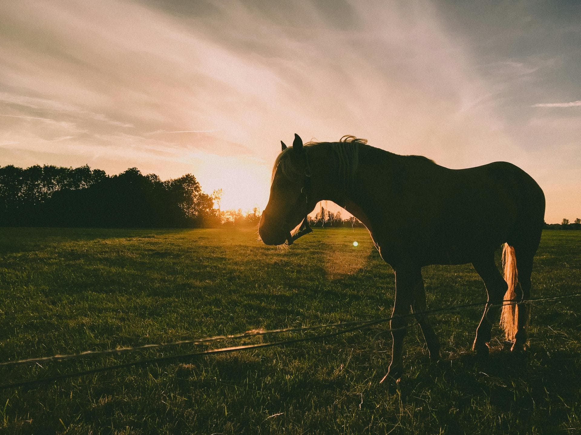 Specialist Vets in Cedar Rapids